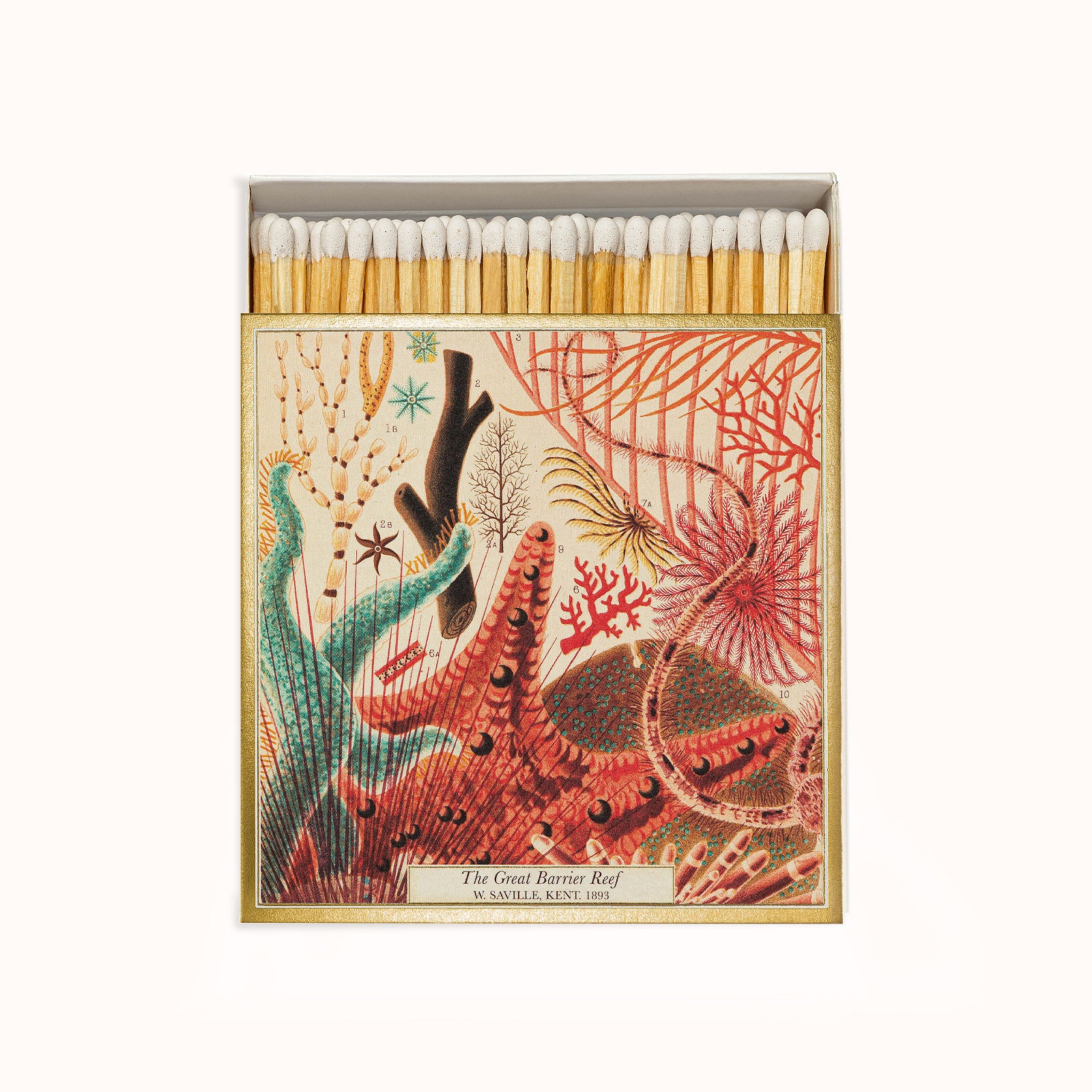 A matchbox with artwork depicting marine life from the Great Barrier Reef, with the text 'The Great Barrier Reef' on the cover. Part of the Archivist Gallery Collection, available at Wildschut Antiques.