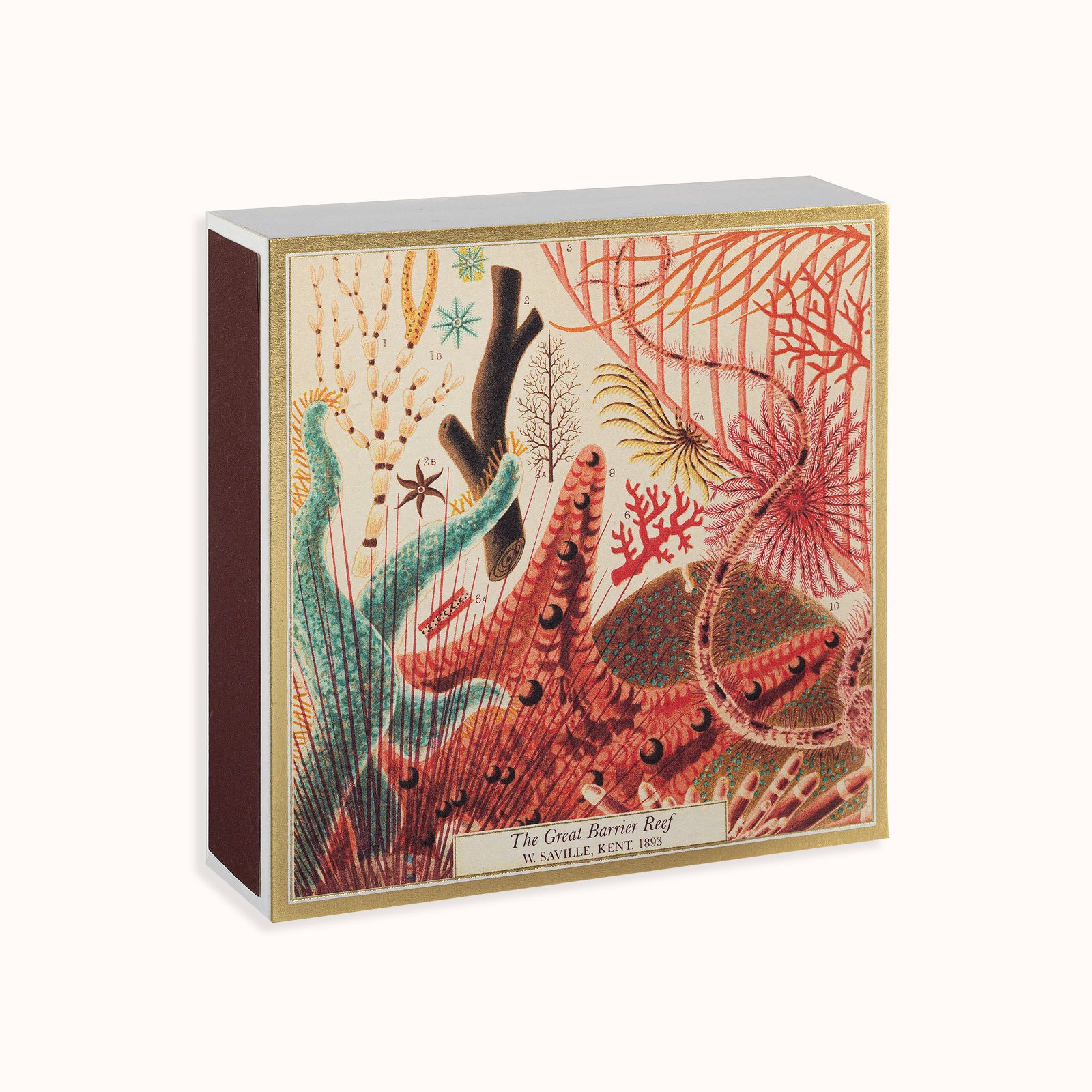 A matchbox with artwork depicting marine life from the Great Barrier Reef, with the text 'The Great Barrier Reef' on the cover. Part of the Archivist Gallery Collection, available at Wildschut Antiques.