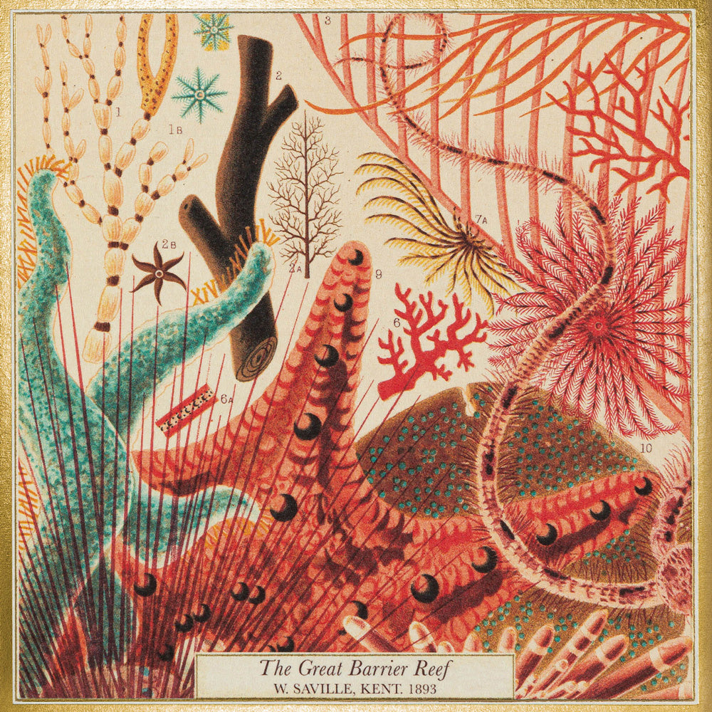 Archivist Gallery Great Barrier Reef Matchbox